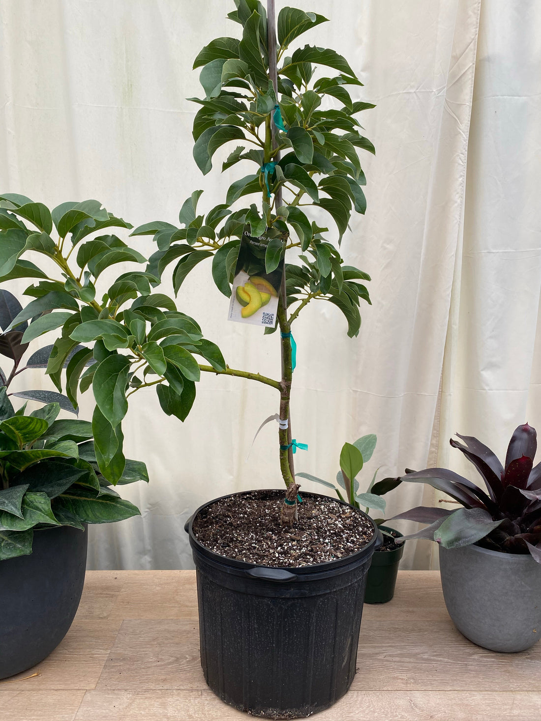 Simmonds Avocado Fruit Tree, Persea Americana