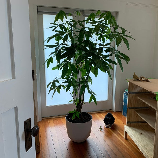 Money Tree Braided, Pachira Aquatica, Good Luck Tree