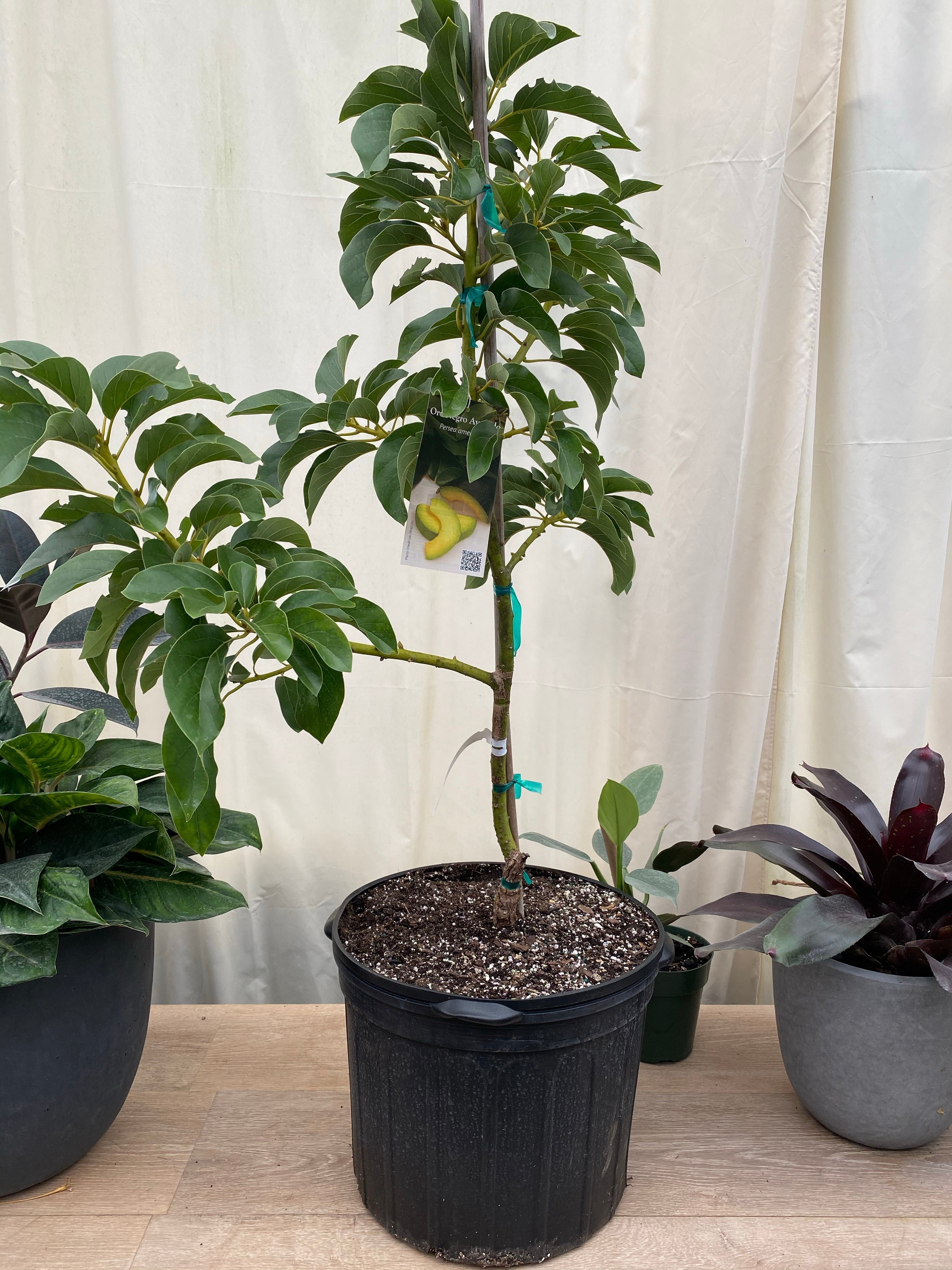 Choquette Avocado Fruit Tree, Persea Americana – Eureka Farms