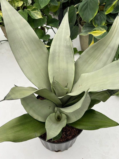variegated moonshine snake plant Buy Sansevieria Moonshine Snake Plant