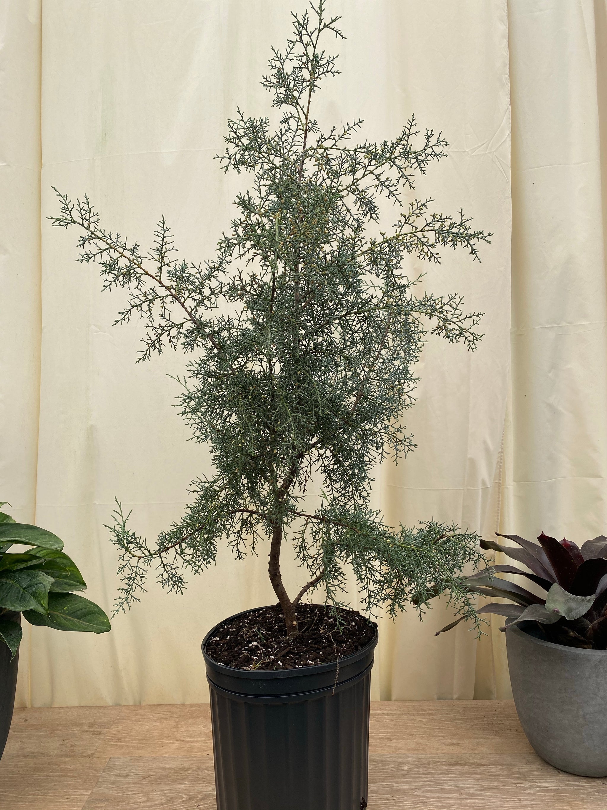 Sapero Tree Carolina Sapphire Tree Form Arizona Cypress – Eureka Farms