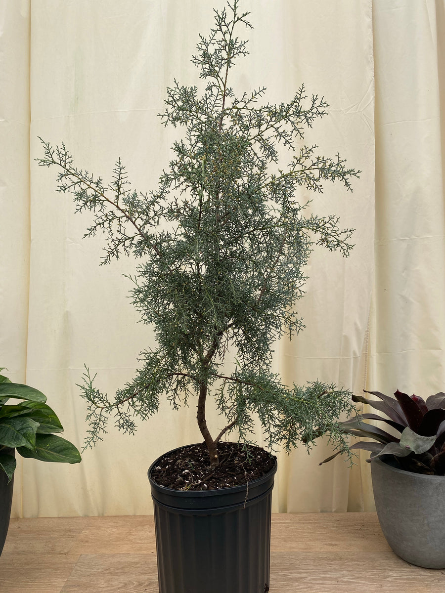 Carolina Sapphire Tree Form Arizona Cypress