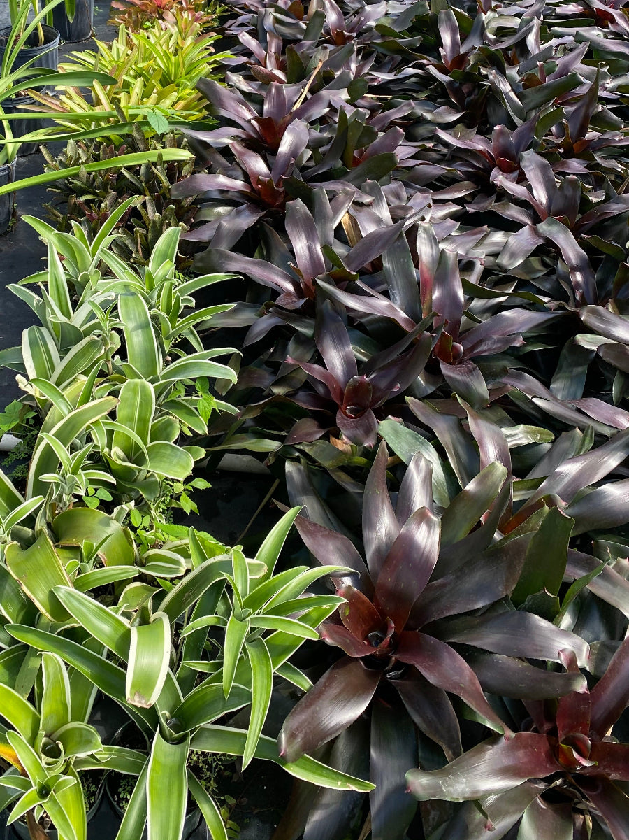 Bromeliad, Neoregelia Royal Burgundy | Eureka Farms