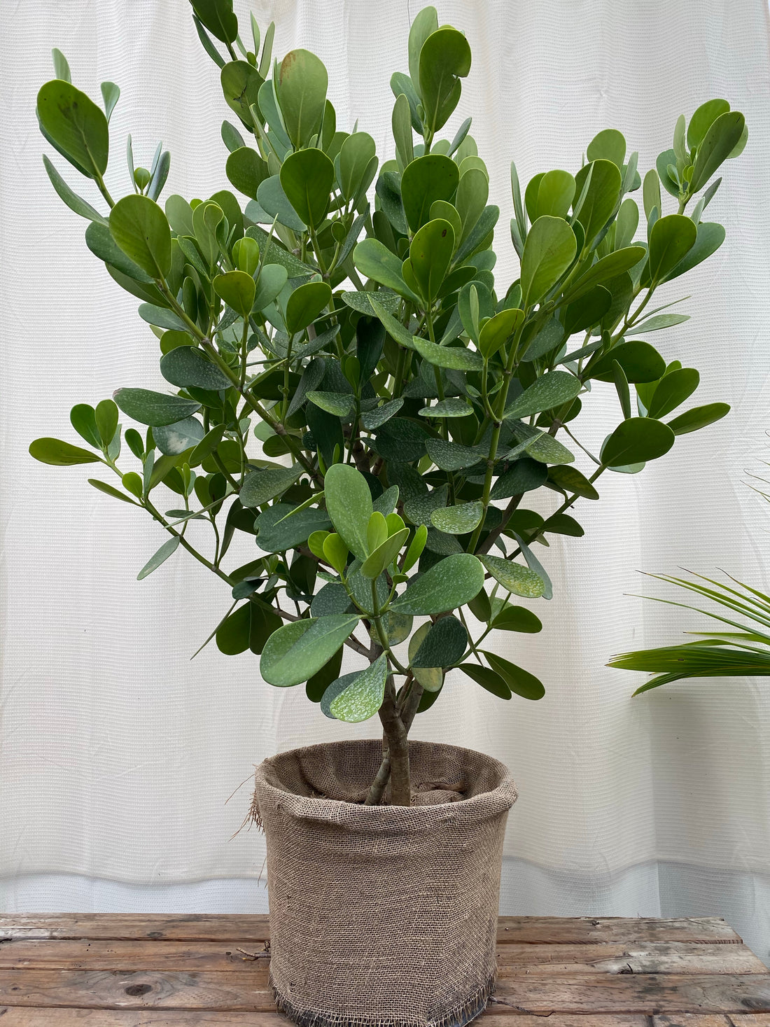 Clusia Guttifera Bush, Best Privacy Hedge Tree