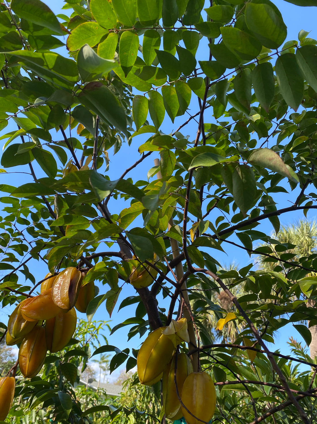Carambola Arkin Star Fruit Tree