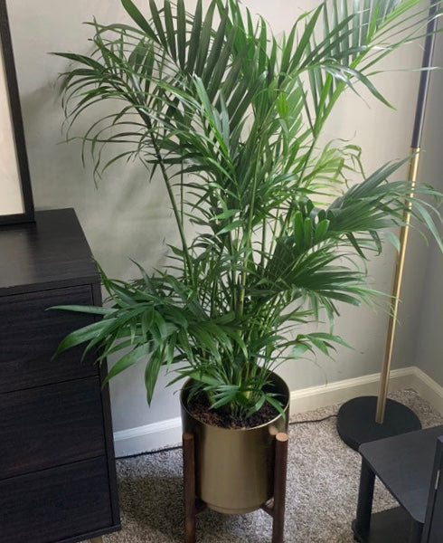 Cat Palm, Live Tropical Plant Indoor inside a room