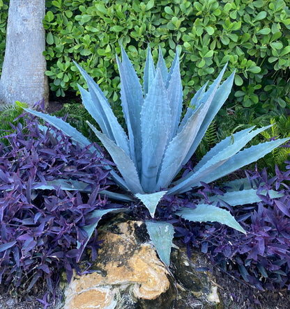 Upper view of Super Blue Agave Americana, Century Plant