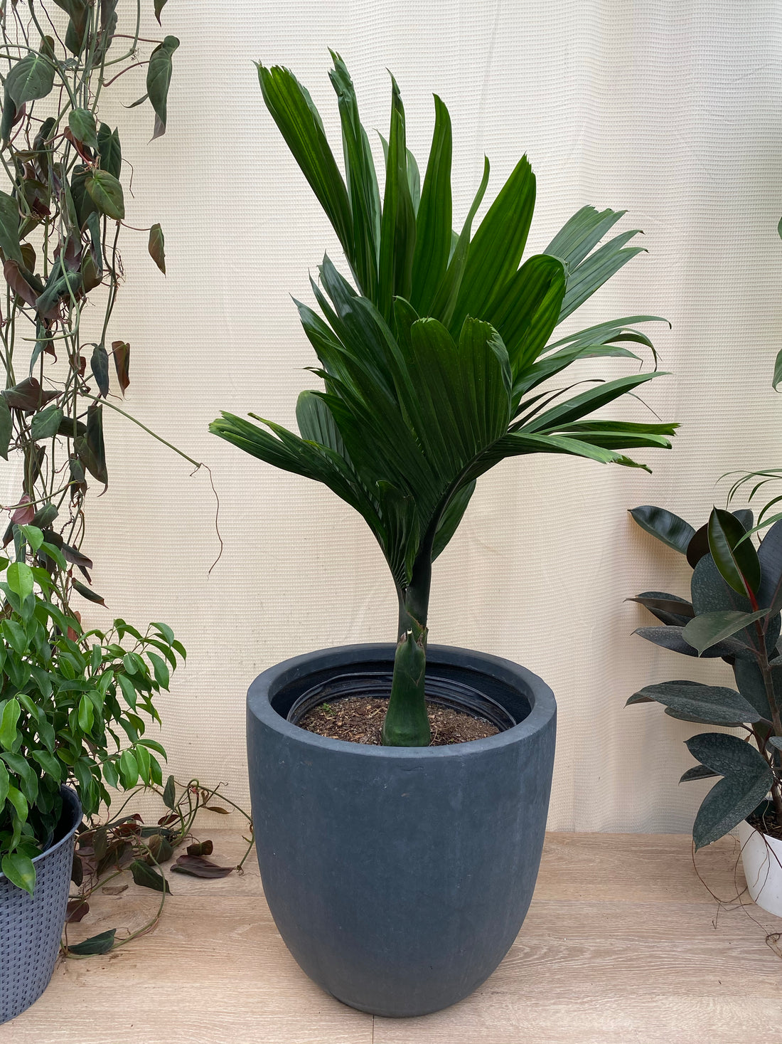 Areca Catechu 'dwarf', Betelnut Palm Tree, Rare and Exotic