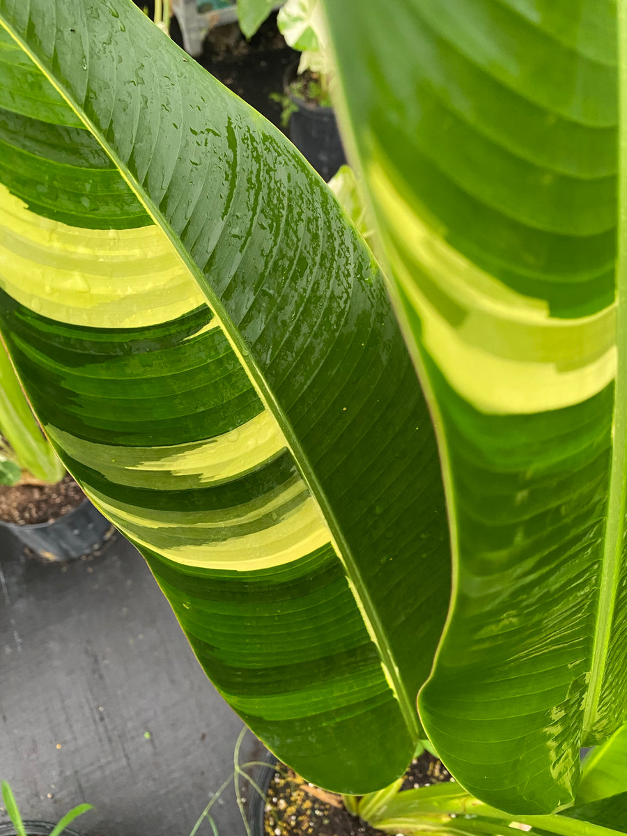 False Variegated Bird of Paradise Tree, Rare and Exotic