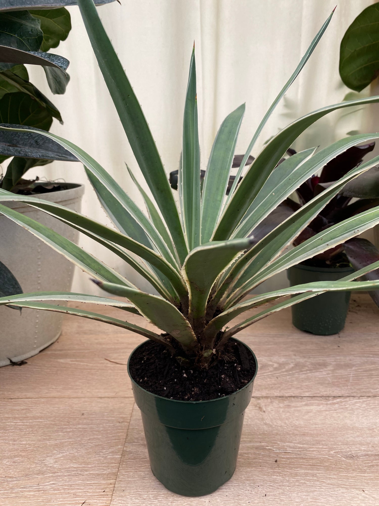 Agave Angustifolia, Caribbean Agave in a pot