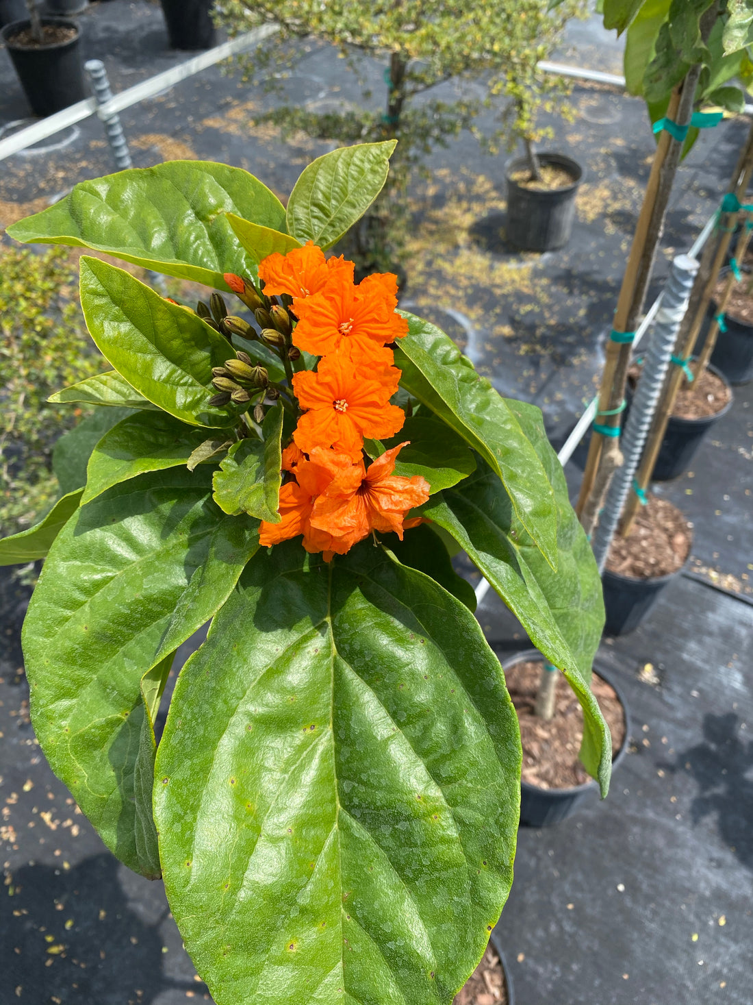 Orange Geiger Tree, Cordia sebestena close view