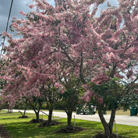 Cassia Bakeriana Pink Showers Flower Tree