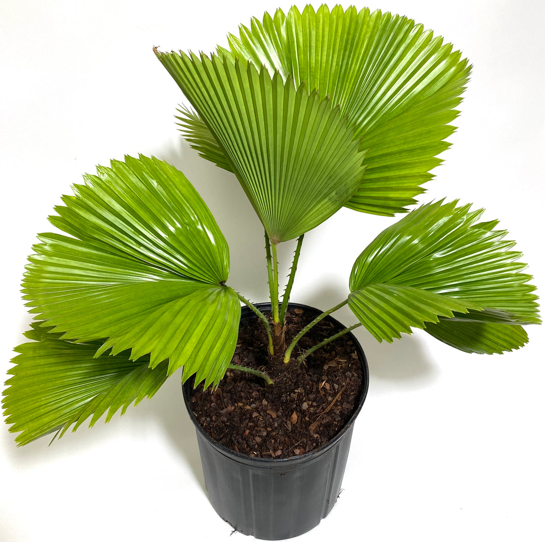 upper view of Licuala Grandis Fan Palm Tree, Rare and Exotic