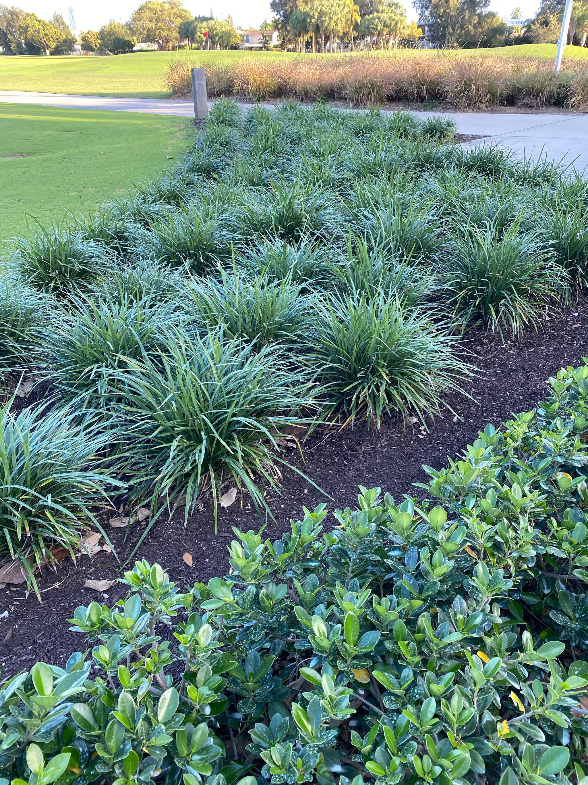 Liriope Muscari Super Blue, Monkey Grass – Eureka Farms