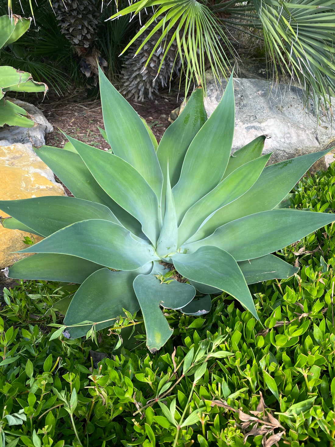 Agave Blue Fantastic, Agave Attenuata