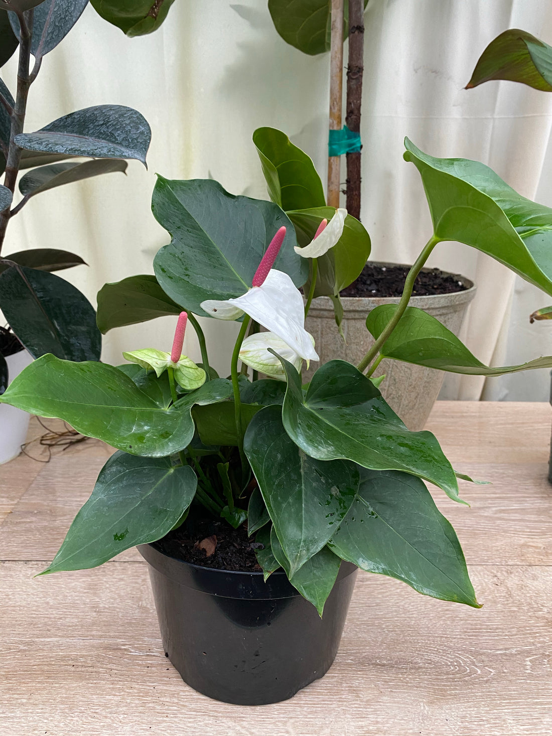 Anthurium White Heart