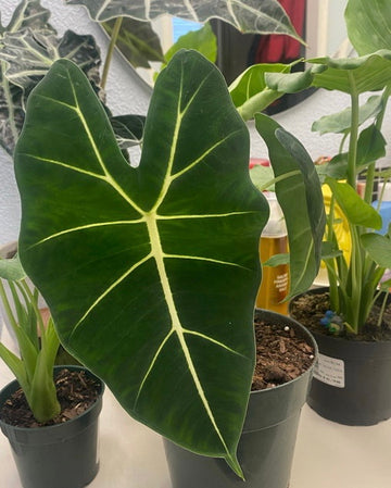 Alocasia Frydek, Green Velvet Elephant Ear Plant
