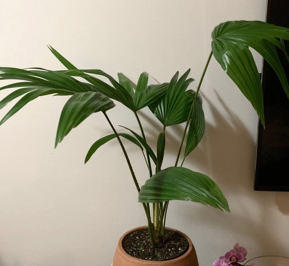 are chinese fan palms poisonous to cats Buy Chinese Fan Palm, Fountain Palm