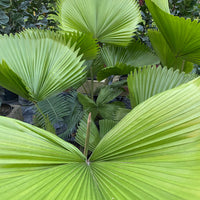 Licuala Peltata Elegans Palm Tree, Rare and Exotic