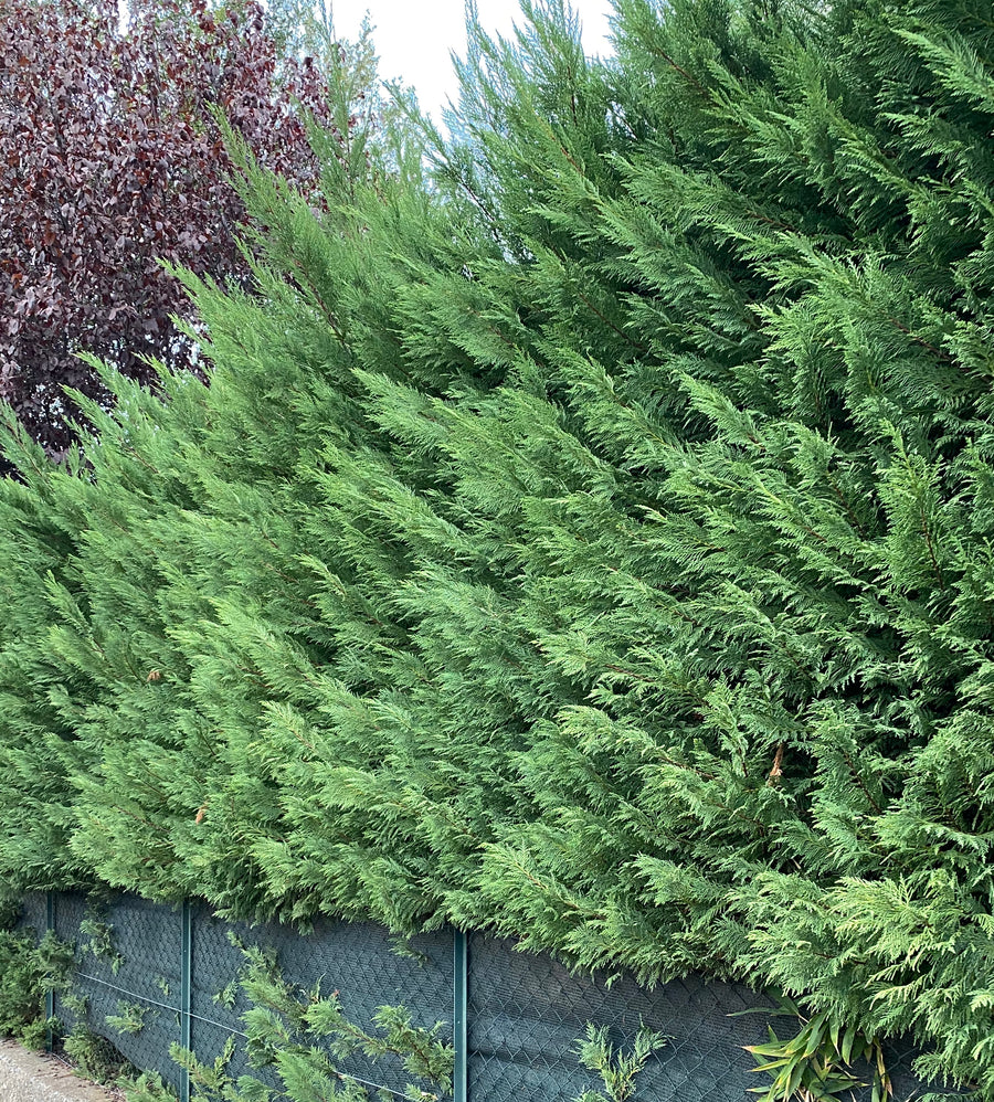 Leyland Cypress Fastest Growing Tree Eureka Farms