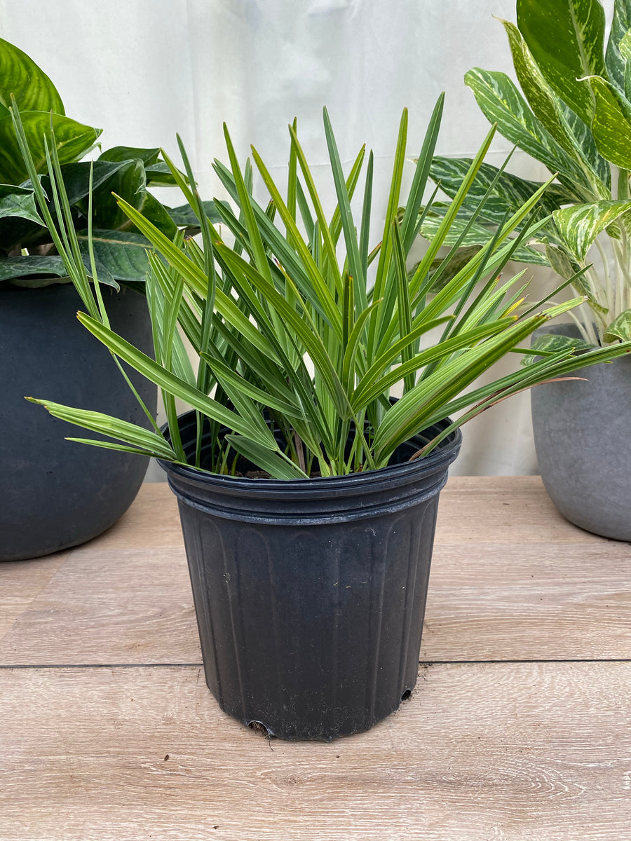 Saw Palmetto Green, Serenoa Repens