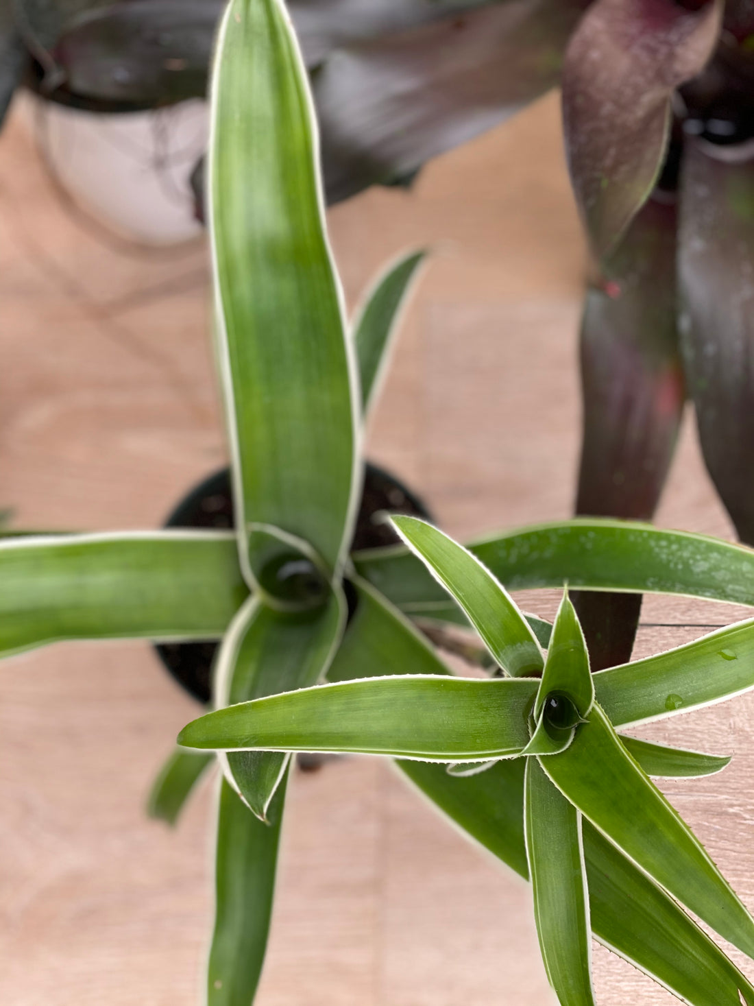 Bromeliad, Aechmea Green white edges