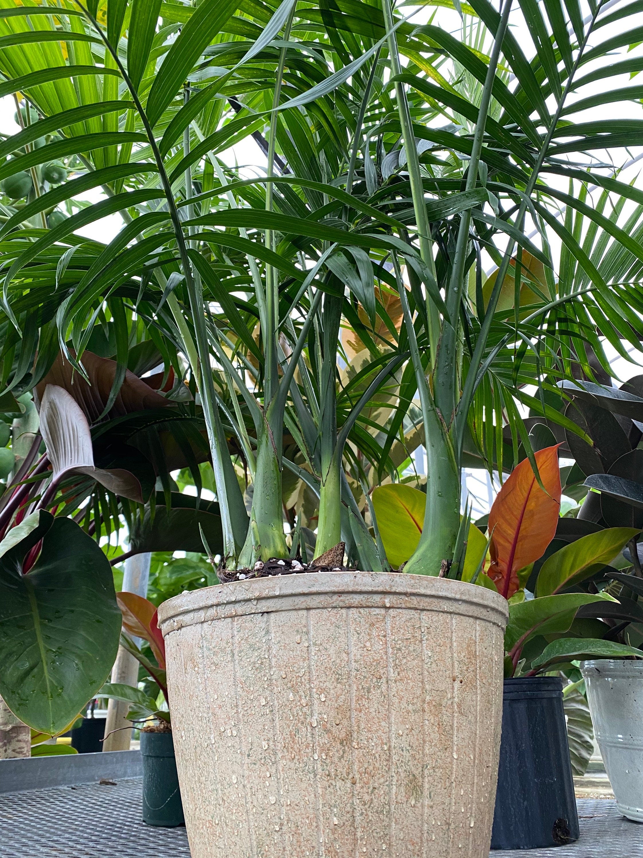 Cat Palm, Live Tropical Plant Indoor below view