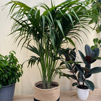 Kentia Palm, Howea Forsteriana, Exotic and Rare