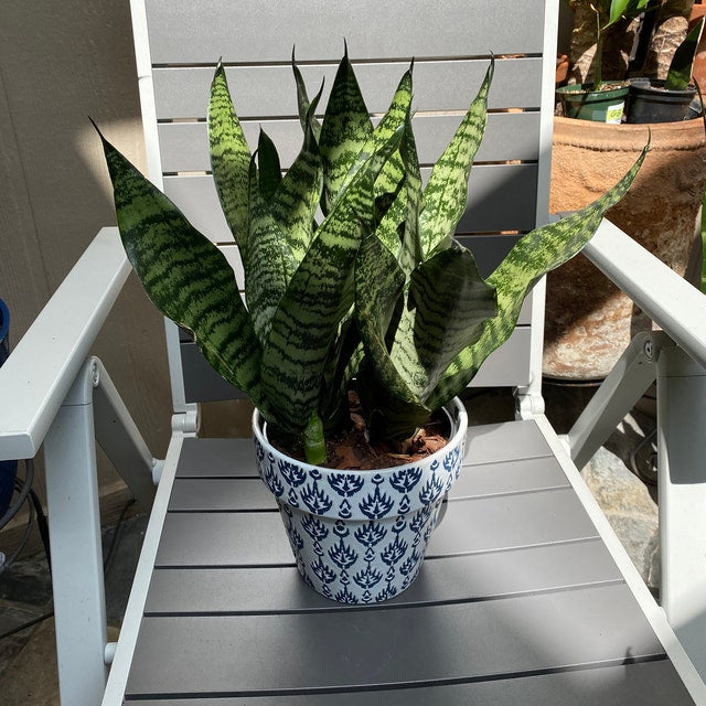 Sansevieria Robusta, Snake Plant
