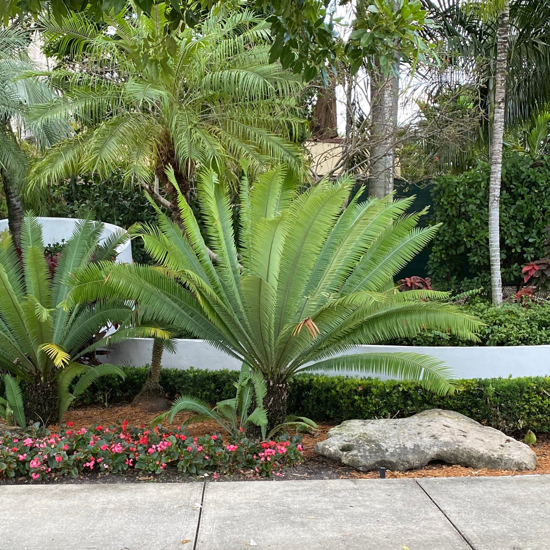 Mature Dioon Edule Mexican Fern Palm with large feathery arching green fronds, showing full grown landscape appearance ideal for formal landscape vertical accents and tropical gardens.