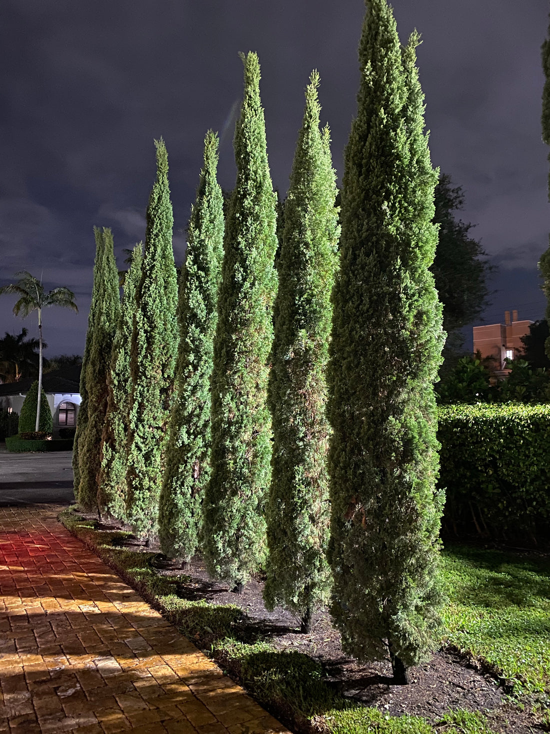 Italian Cypress, Mediterranean Cypress