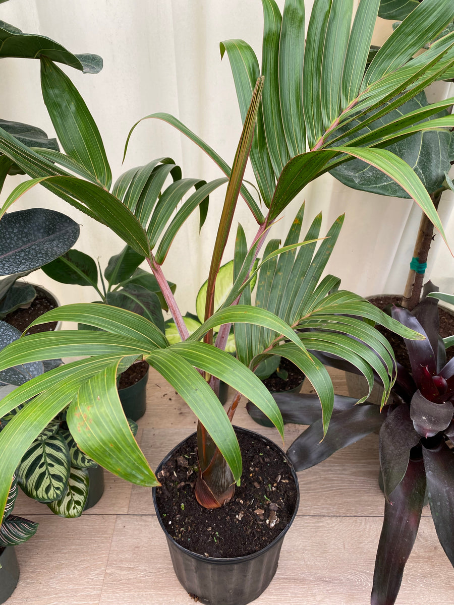 Cuban Bottle Palm, Colpothrinax wrightii