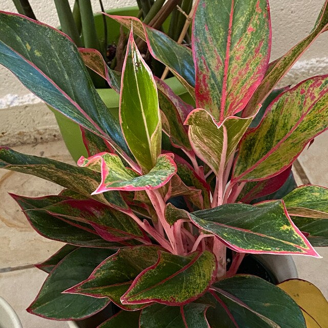 Care Guide for the Chinese Evergreen — The Green Mad House