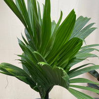 Areca Catechu 'dwarf', Betelnut Palm Tree, Rare and Exotic