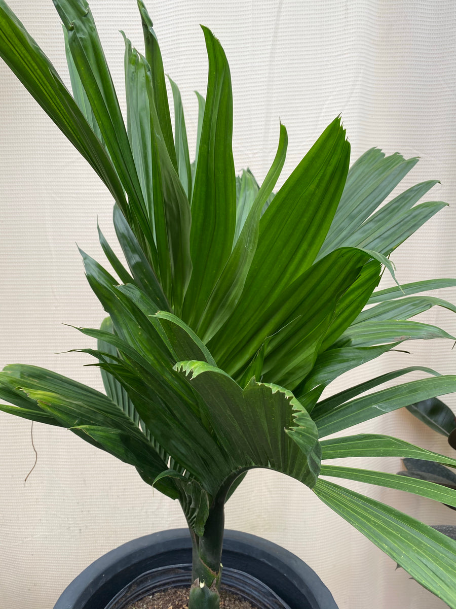 Areca Catechu 'dwarf', Betelnut Palm Tree, Rare and Exotic