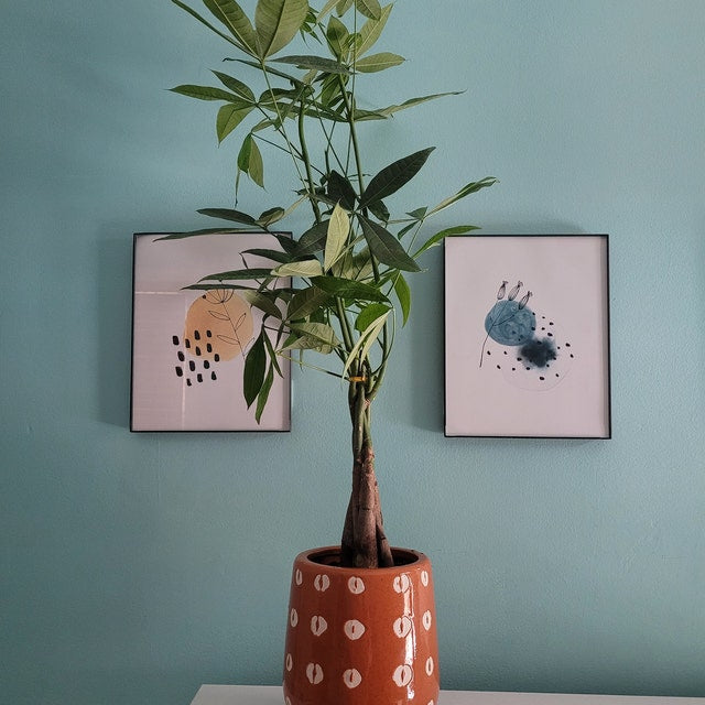 Money Tree Braided, Pachira Aquatica, Good Luck Tree |Eureka – Eureka Farms