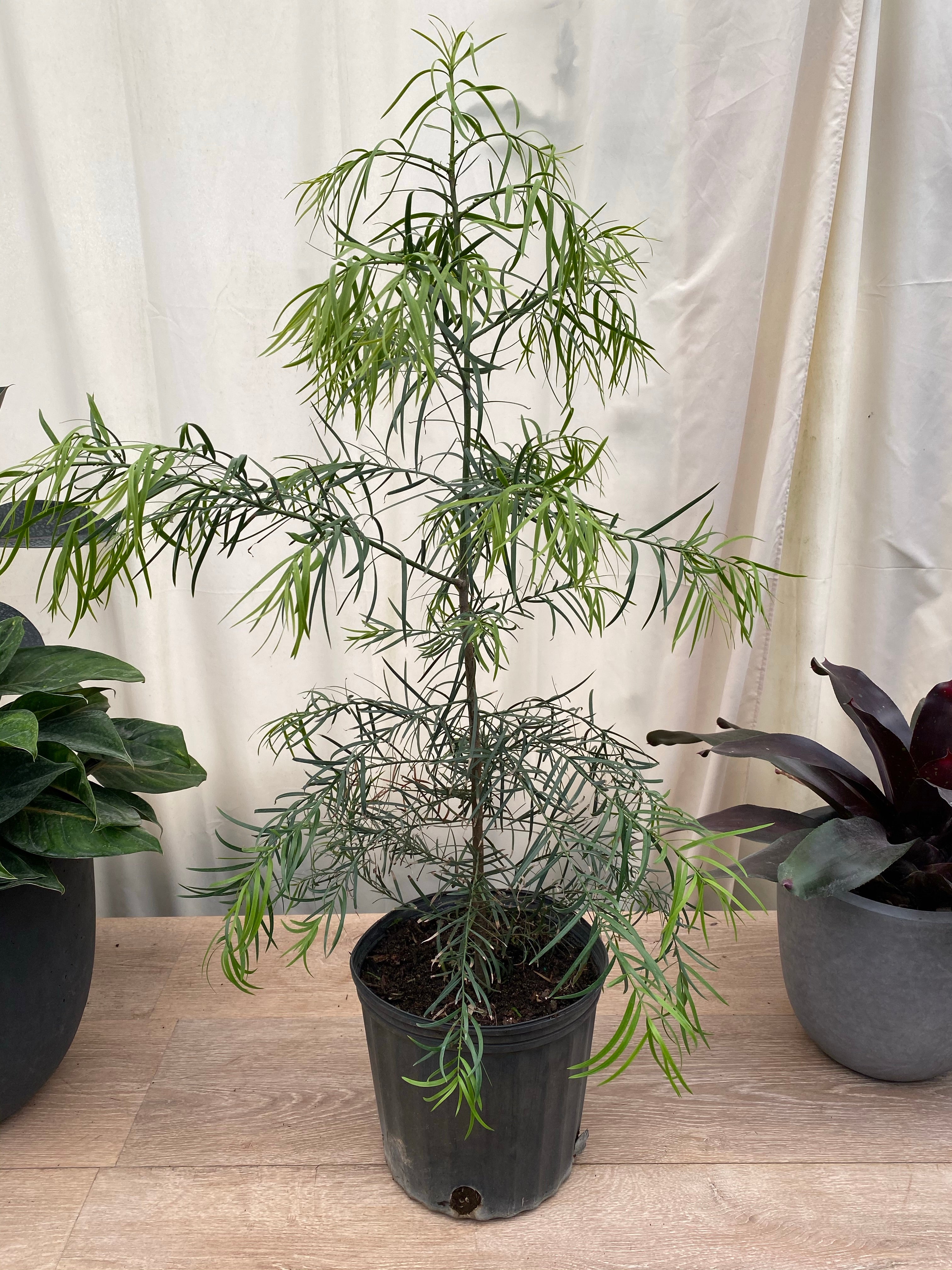 pine tree house plant Buy Our Podocarpus Glacillor Tree