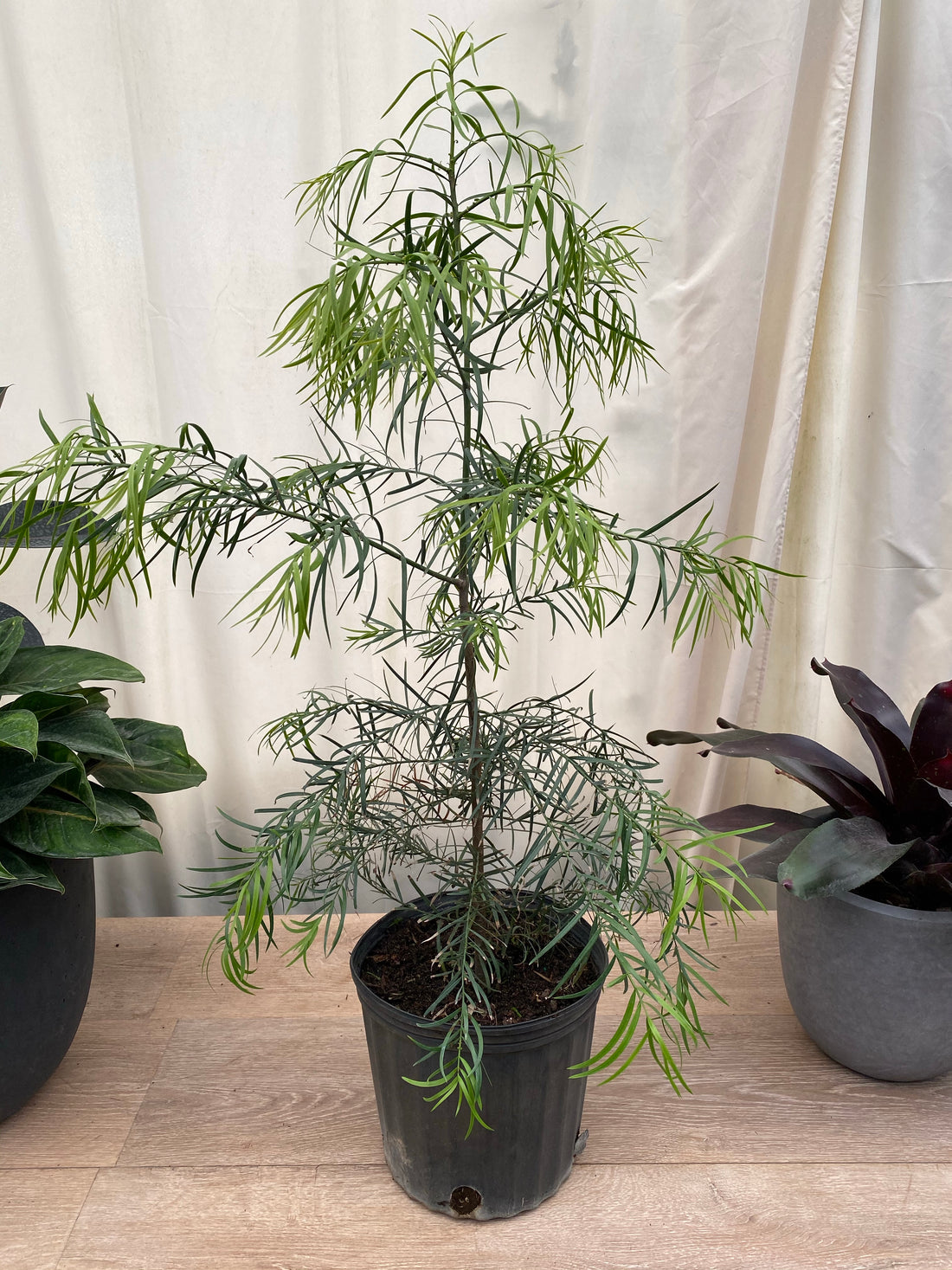 Podocarpus Tree Gracilior Fern Pine Weeping