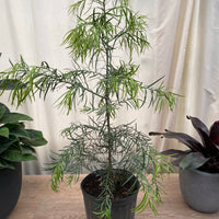 Podocarpus Tree Gracilior Fern Pine Weeping