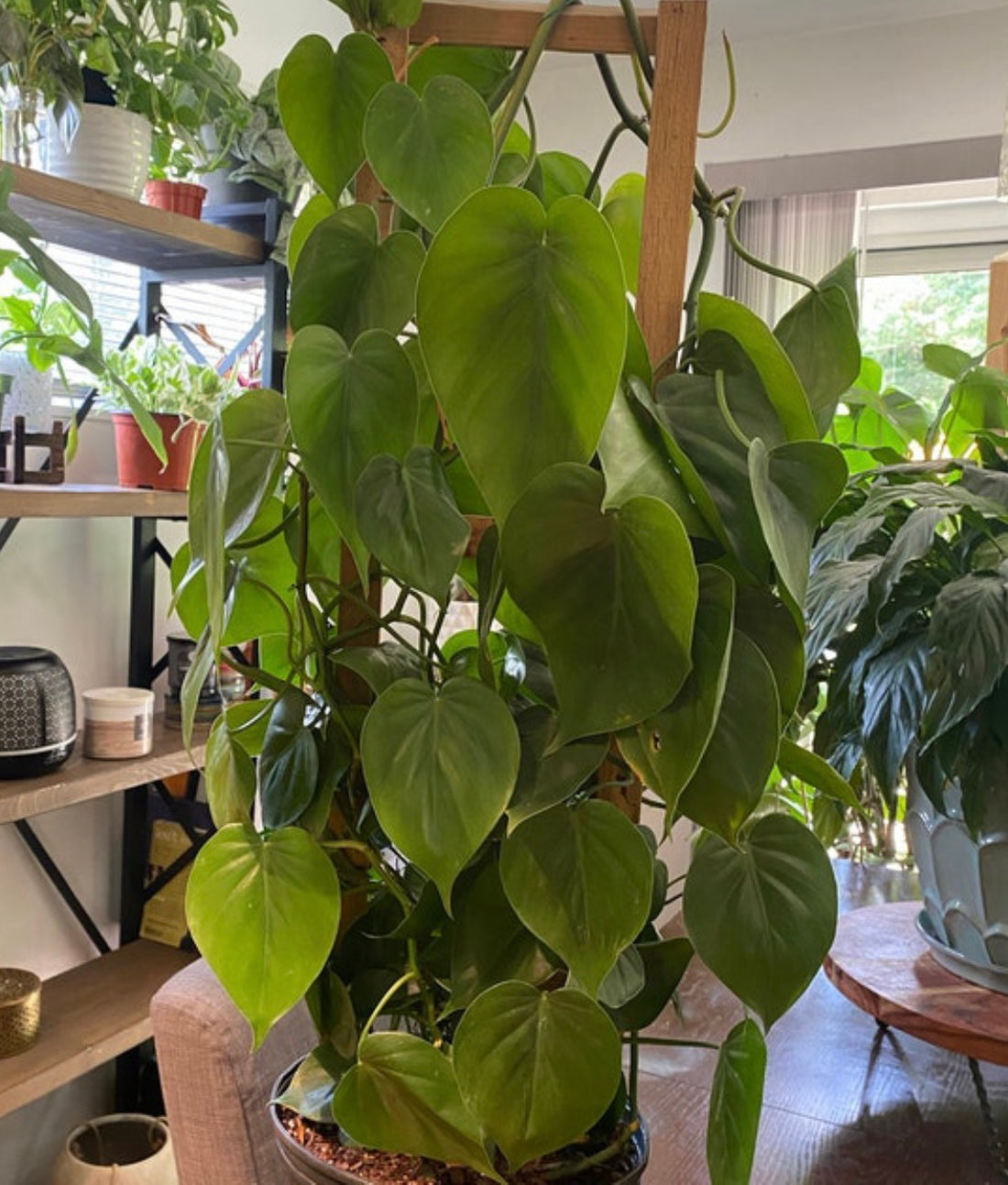 Philodendron Heart Leaf in Trellis, Live Sweetheart Plant indoor view