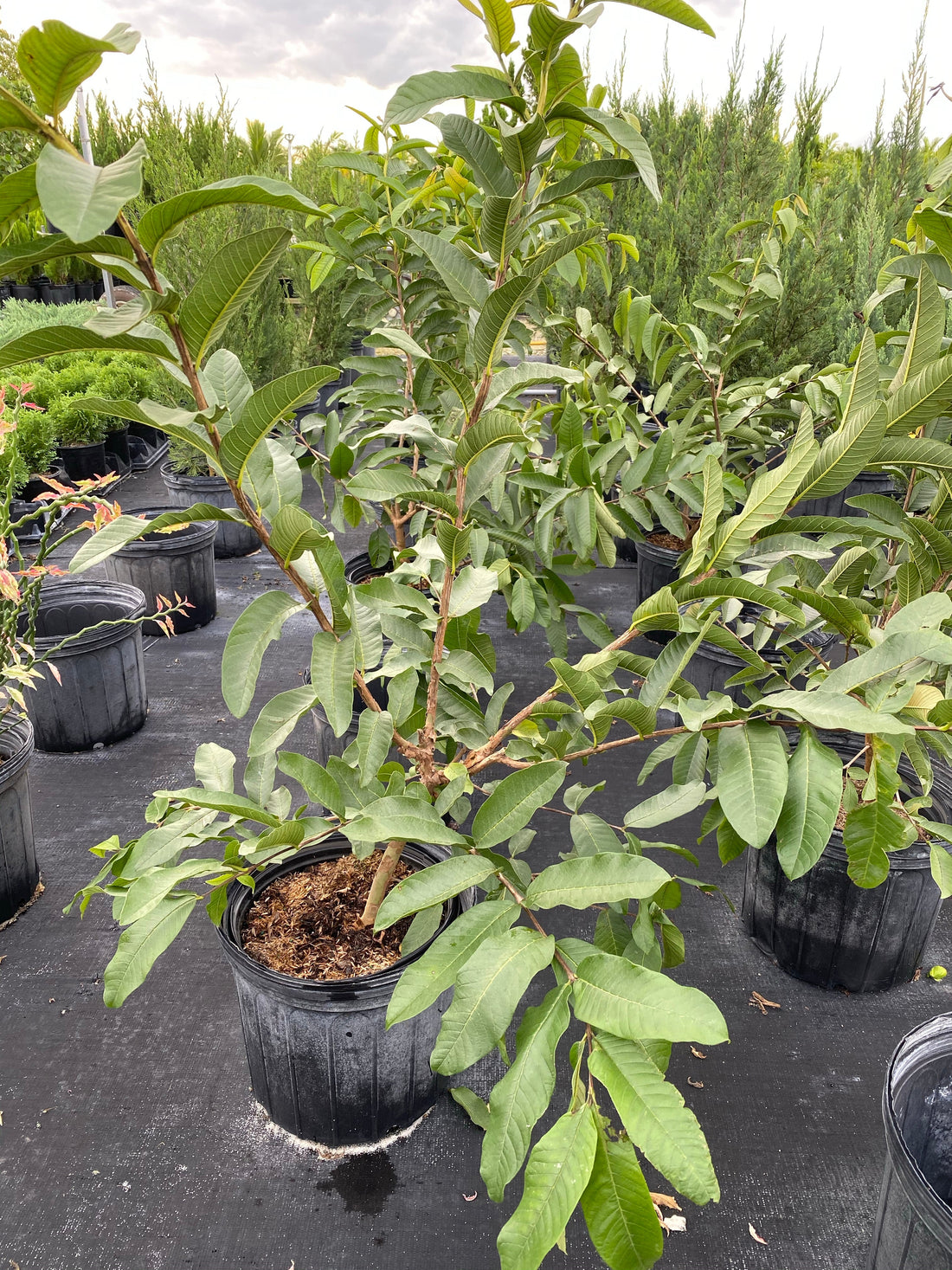 Thai White Guava Fruit Tree, Psidium Guajava