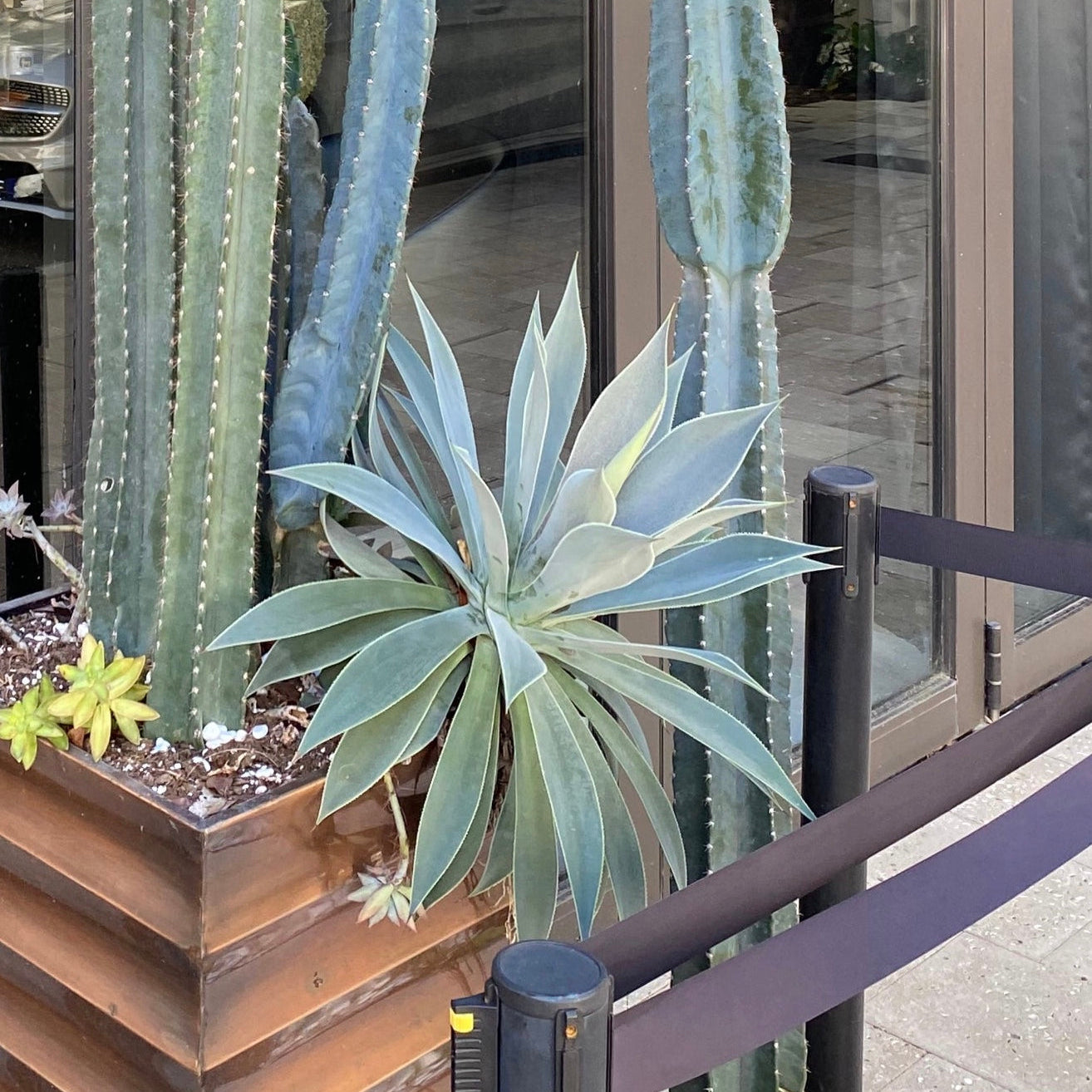 pots for agave plants Explore Our Agave Blue Flame