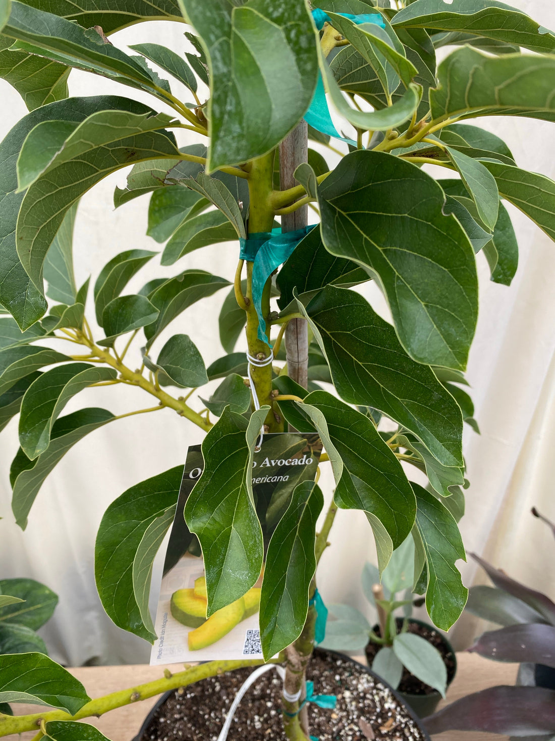 Simmonds Avocado Fruit Tree, Persea Americana