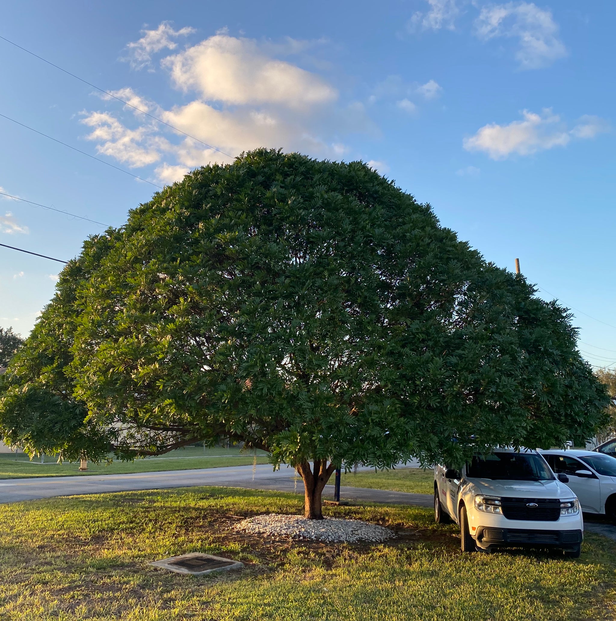 Japanese Fern Tree. Filicium Decipiens – Eureka Farms