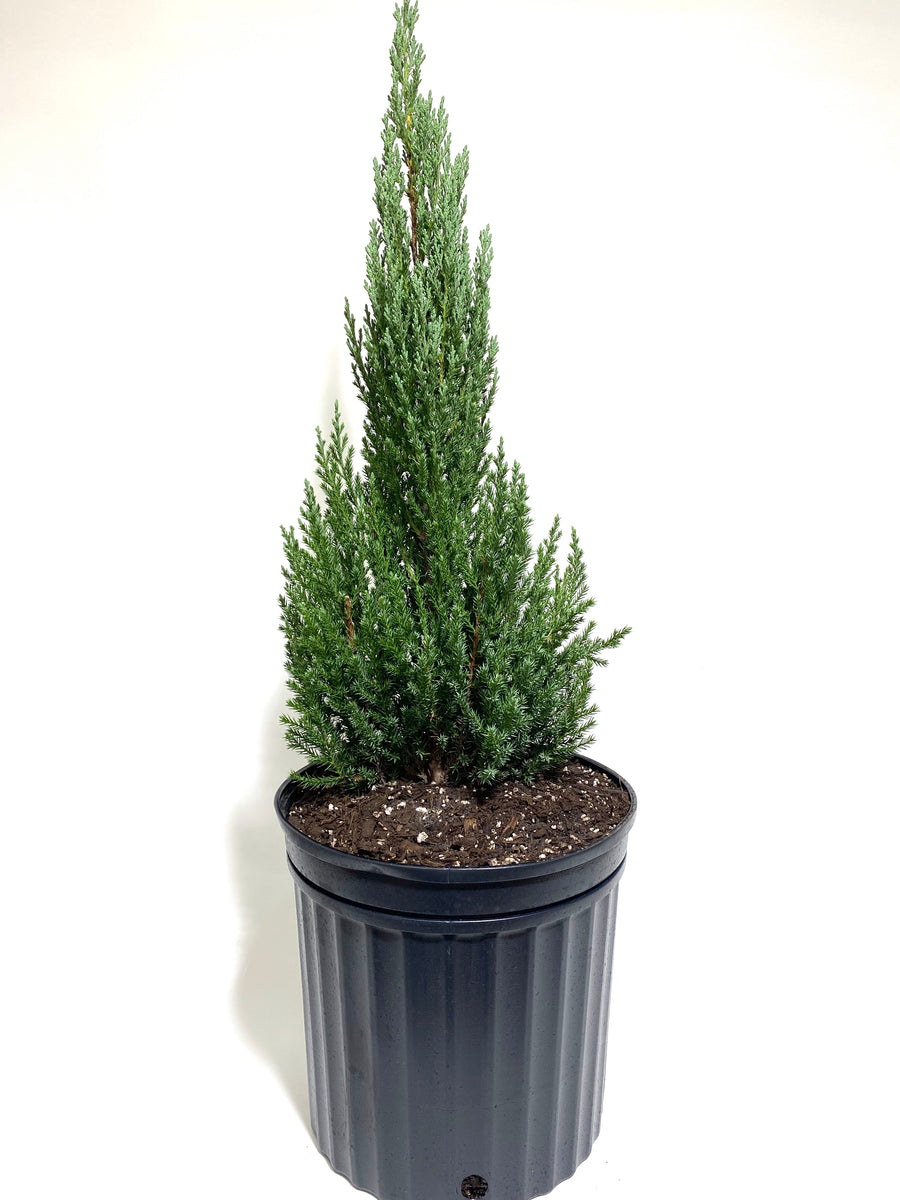 Blue Point Juniper, Christmas tree