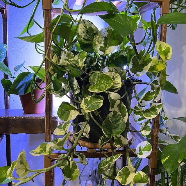 Pothos N'Joy, Pearls and Jade in Hanging Basket, Devil’s Ivy Variegated