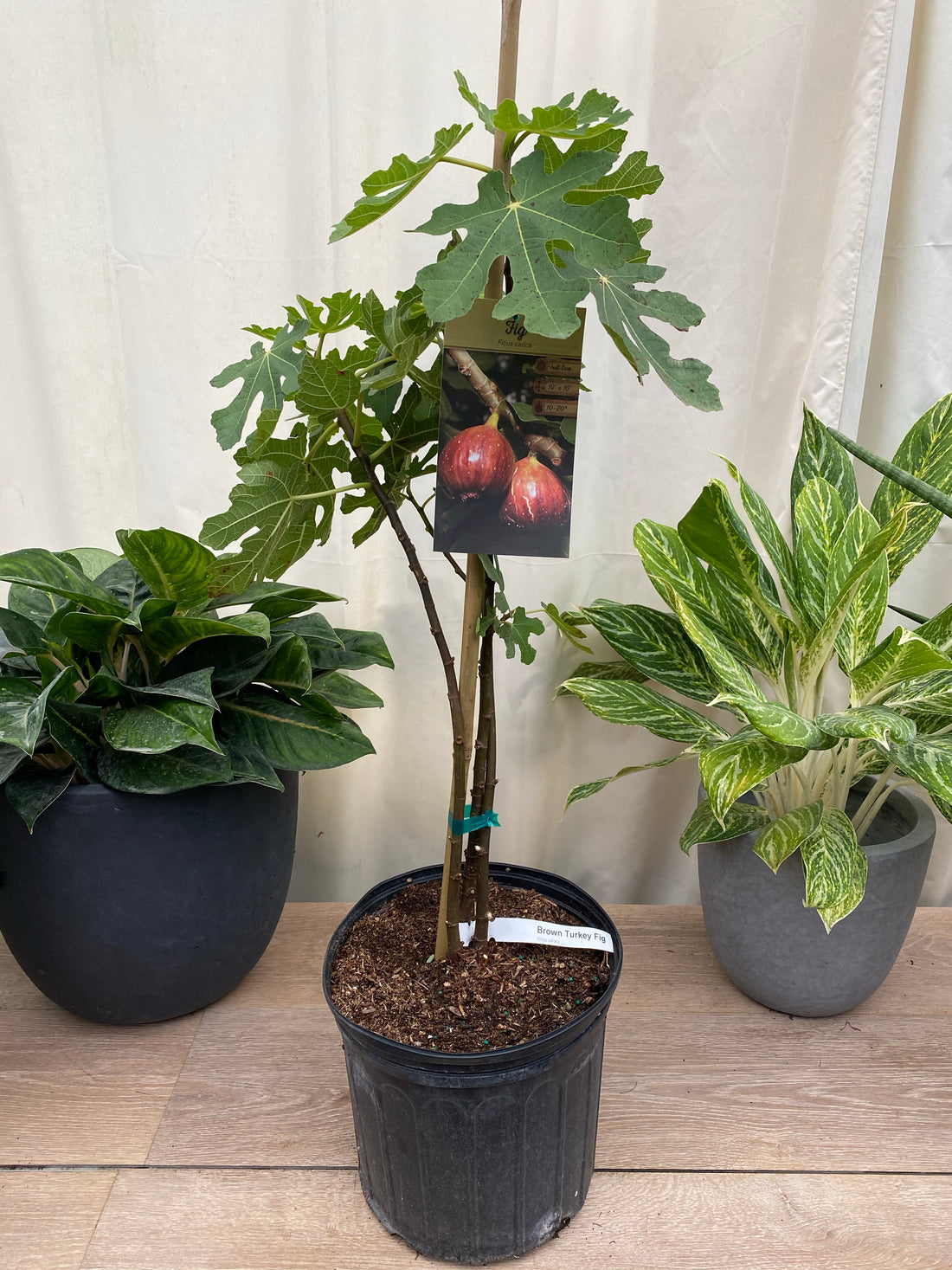 Fig Tree, Higo, Brown Turkey Fig Fruit, Ficus Carica in a pot