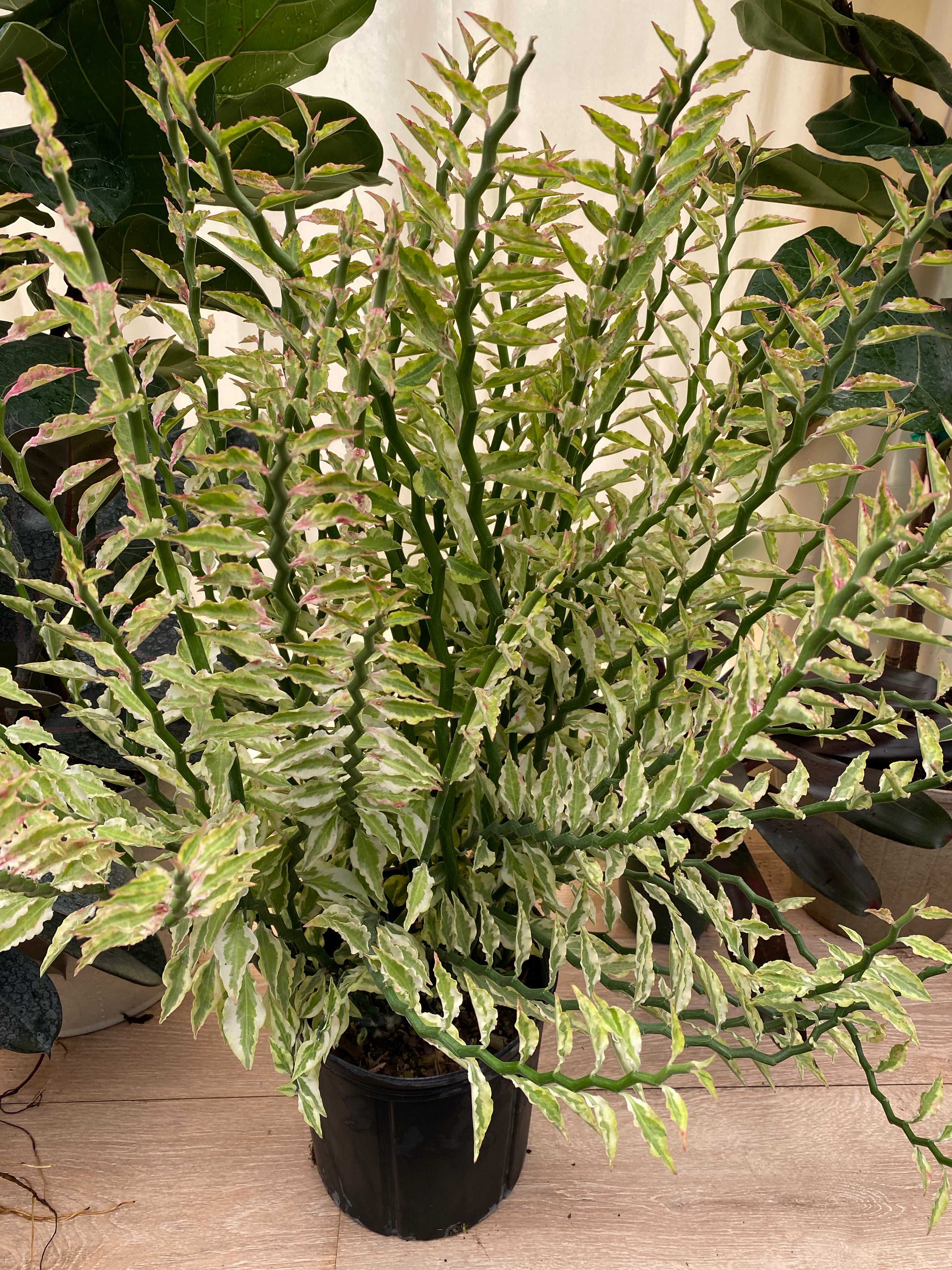 Euphorbia Curly Devil&