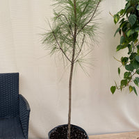 South Florida Slash Pine, Pinus Elliottii Densa