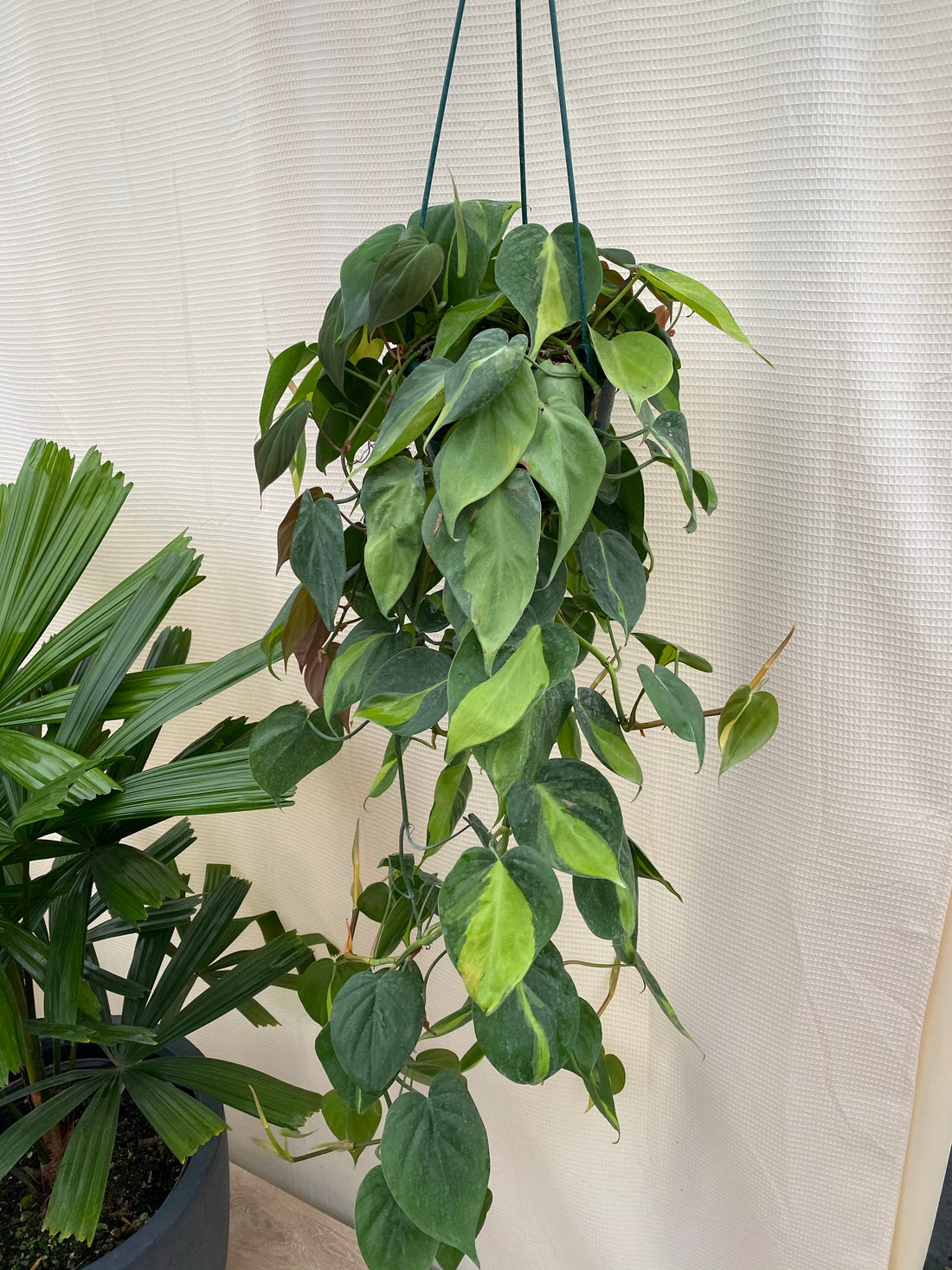 Philodendron Brazil in Hanging Basket, Live Tropical Vining Plant